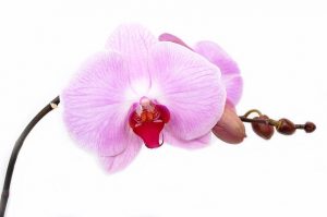 orchid-165218_640